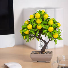 Műnövény dekoráció - citromfa - 18 x 24 cm - 11833